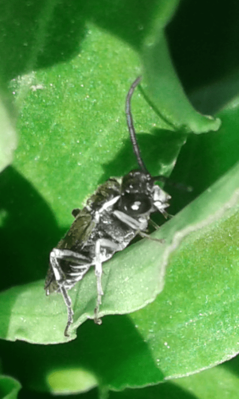 Tenthredinidae : Macrophya sp. (M. albicincta o M. alboannulata)